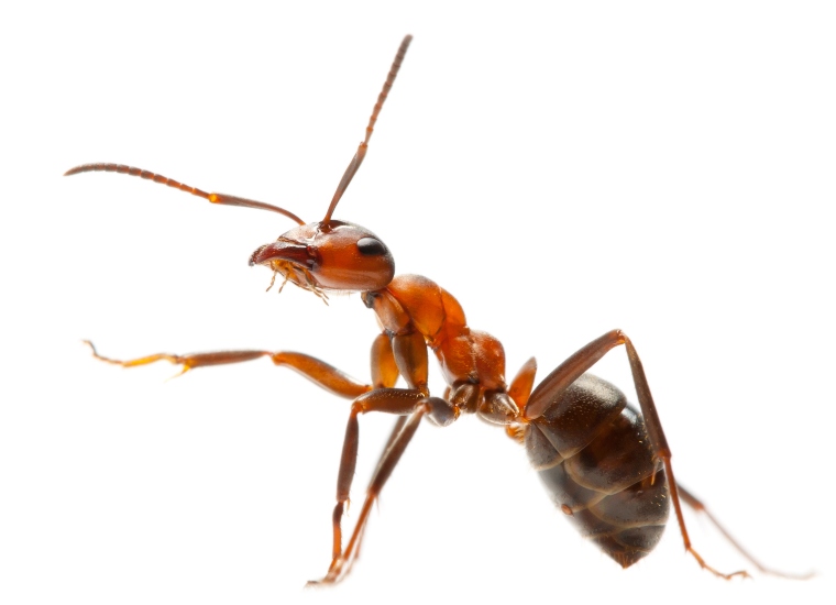 Ant Control Services in Glendale, Burbank, & Pasadena, CA